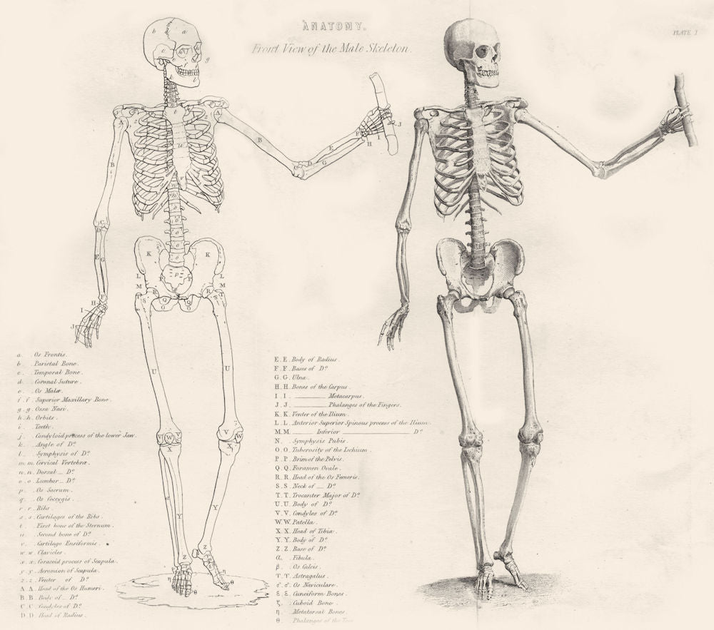 BIOLOGY. Anatomy front view of the male skeleton 1880 old antique print